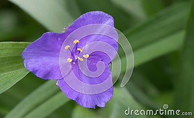 Dayflower Tradescantia andersoniana Concord Grape, purple flower Stock Photo